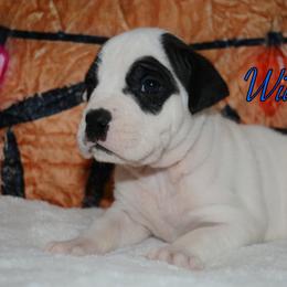 Will - male Alapaha Blue Blood Bulldog puppy in Walbridge, Ohio from United Alapaha Bulldogs
