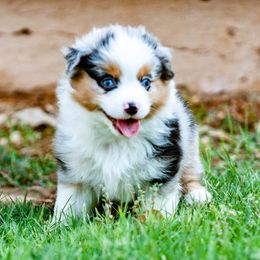 Miniature Australian Shepherd Puppies from Rockin D Mini Aussies