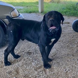 Titus - Black male Boerboel puppy in Sedgewickville, Missouri from Heritage Boerboels