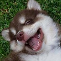 Pomskies from Liberty Pomsky