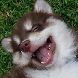 Pomskies from Liberty Pomsky