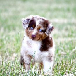 Australian Shepherd Puppies from Black Cow Kennels