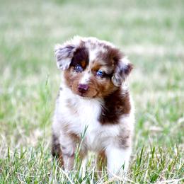 Australian Shepherd Puppies from Black Cow Kennels