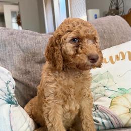 Artemis - Red  male Goldendoodle puppy in Arlington, Texas from Chambers Doodle Patch
