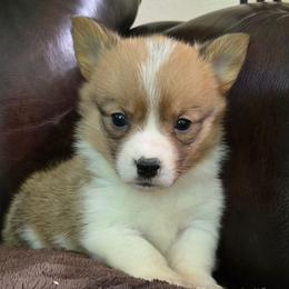 JM-3 - Sable male Pembroke Welsh Corgi puppy in Ely, Minnesota from RJ's Corgis