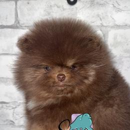 Snow - Chocolate and tan male Pomeranian puppy in Perry County, Ohio from Speechless Pom’s