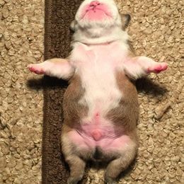 Bulldog and French Bulldog Puppies from Crystals Bulldog Bungalow