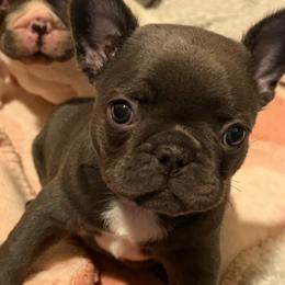Blue girl - Blue female French Bulldog puppy in Pennsylvania from R & C French Bulldogs