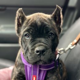 Cane Corso Puppies from Coastal View Kennels