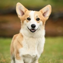 Acadia - White and fawn female Pembroke Welsh Corgi puppy in Maine from Berry Hill Corgis