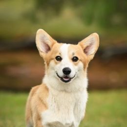 Acadia - White and fawn female Pembroke Welsh Corgi puppy in Maine from Berry Hill Corgis