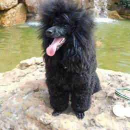 Lucy - Poodle