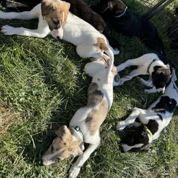 Golden Retriever and Greyhound Puppies from K and E Kennels
