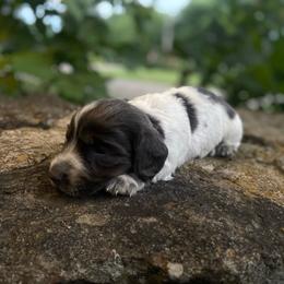 Hank - Piebald male Dachshund puppy in Park Hill, Oklahoma from Lakeview Dachshunds