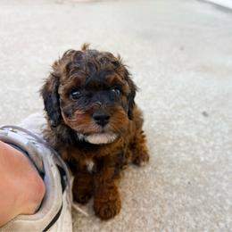 Franny - Sable female Cavapoo puppy in Wamego, Kansas from Doodles of Oz