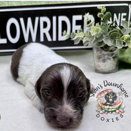 Chili - Piebald male Dachshund puppy in Hockley, Texas from Shans Down Home Doxies