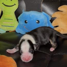 AKC Orange - Black and tan male Pembroke Welsh Corgi puppy in Summerfield, Florida from Promise Land Farm