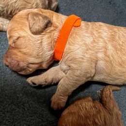 Luv - Medium - Apricot female Goldendoodle puppy in Lancaster, California from Kid's Best Doodle