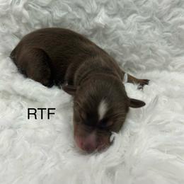 Girl 1 - Red tri female Miniature Australian Shepherd puppy in Roseville, California from Golden State Mini Aussies