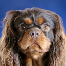Wes - Cavalier King Charles Spaniel