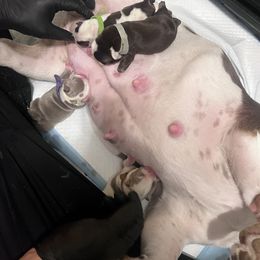 Bulldog Puppies from Jesus Santiago
