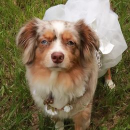 Gypsie - Miniature Australian Shepherd