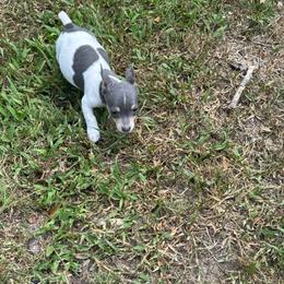 Diddle diddle - White and blue male Teddy Roosevelt Terrier puppy in Denham Springs, Louisiana from K&B Menagerie Teddy Roosevelt Terriers