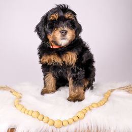 Marcie - Tri-color Bernedoodle puppy in Saratoga Springs, Utah from Saratoga Springs Doodles