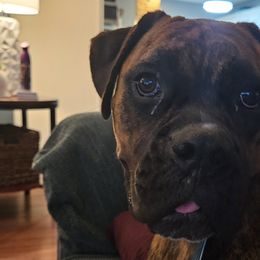 Boxers from Smith's Boxers