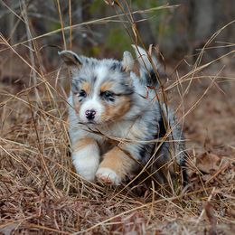 KAKASHI - Blue merle Australian Shepherd puppy in Mountain View, Missouri from Haven Aussies