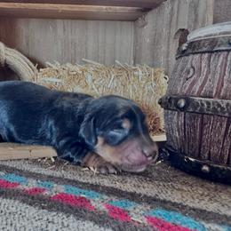 Girl 3 - Black and tan female Dachshund puppy in Duncan, Arizona from Bootheel Doxies