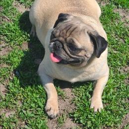 Shania - Pug