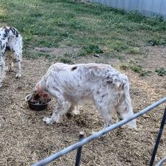 Hayley - English Setter