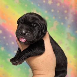 Black Tan or brindle point - Black female Great Dane puppy in Port Clinton, Ohio from LakeSide Danes