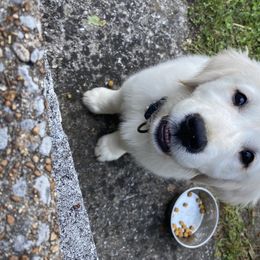 Golden Retriever Puppies from Autumn Lane Goldens