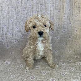 Winter - Cream female Cockapoo puppy in Bedford, Iowa from Our Father’s Doodles