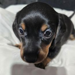 Elvis - Black and tan male Dachshund puppy in Oklahoma City, Oklahoma from Hamm Weenies  AKC (Dachshunds)