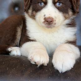 Rusty-has tail-many videos - Red tri-color male Australian Shepherd puppy in Troy, South Carolina from Australian Shepherds of 3/W Farms