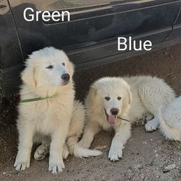 Great Pyrenees from Mini Acres Ranch and Kennels