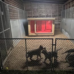 German Shepherd Puppies from Vom Burmeister Kennel