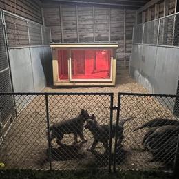 German Shepherd Puppies from Vom Burmeister Kennel