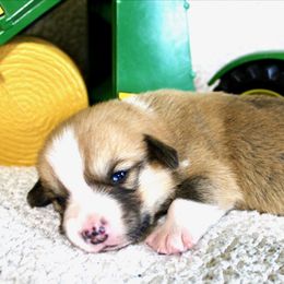 John Deere - Red male Pembroke Welsh Corgi puppy in Greentop, Missouri from Sevits Corgis & Golden Retrievers