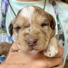 Jane - Merle female Schnoodle puppy in Sedalia, Missouri from Farmer Brown's Puppies