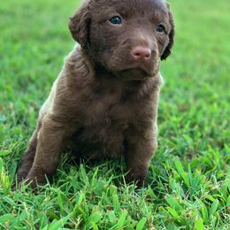 Chesapeake Bay Retriever Puppies from Hickory Creek Chesapeakes