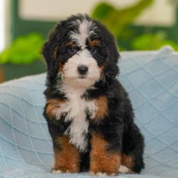 Andy (socialization program student) - Tri-color male Bernedoodle puppy in Dundee, Ohio from Down Home Doodle