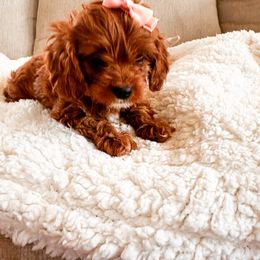 Red as Scarlet - Red female Cavapoo puppy in Tolleson, Arizona from Pixie Dust Cavaliers