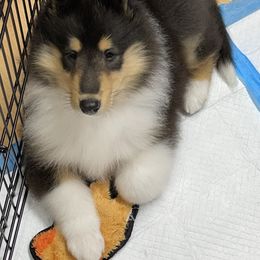 Collie Puppies from Diamund Collies