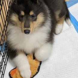 Collie Puppies from Diamund Collies