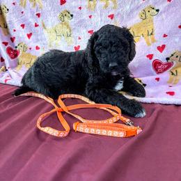 Piglet - Black female Goldendoodle puppy in Water Valley, Mississippi from Olympian Doodles