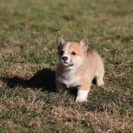 Biscuit - Red female Pembroke Welsh Corgi puppy in Morgantown, Pennsylvania from Goldstar Puppies (License Number 18519)